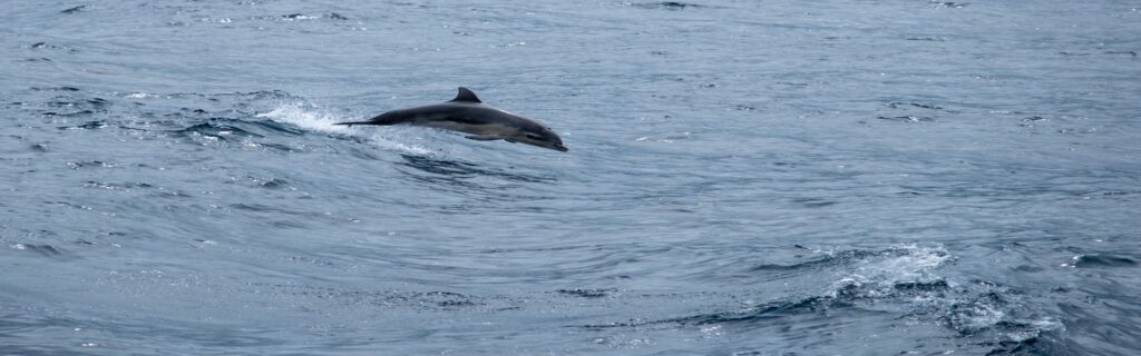 Bottlenose_dolphin_(Tursiops_truncatus)_swimming_alongside_the_ferry_from_Pico_to_Faial,_Azores,_Portugal_(PPL1-Corrected)_julesvernex2 Tuimelaar dolfijn