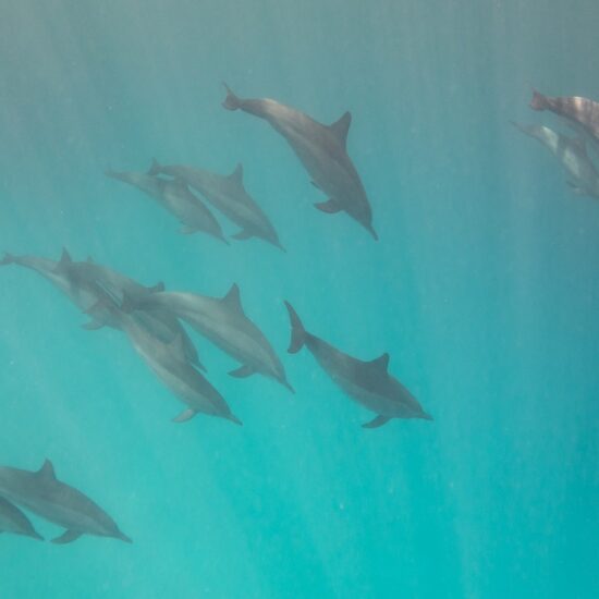 dolfijnenpakket zwemmen