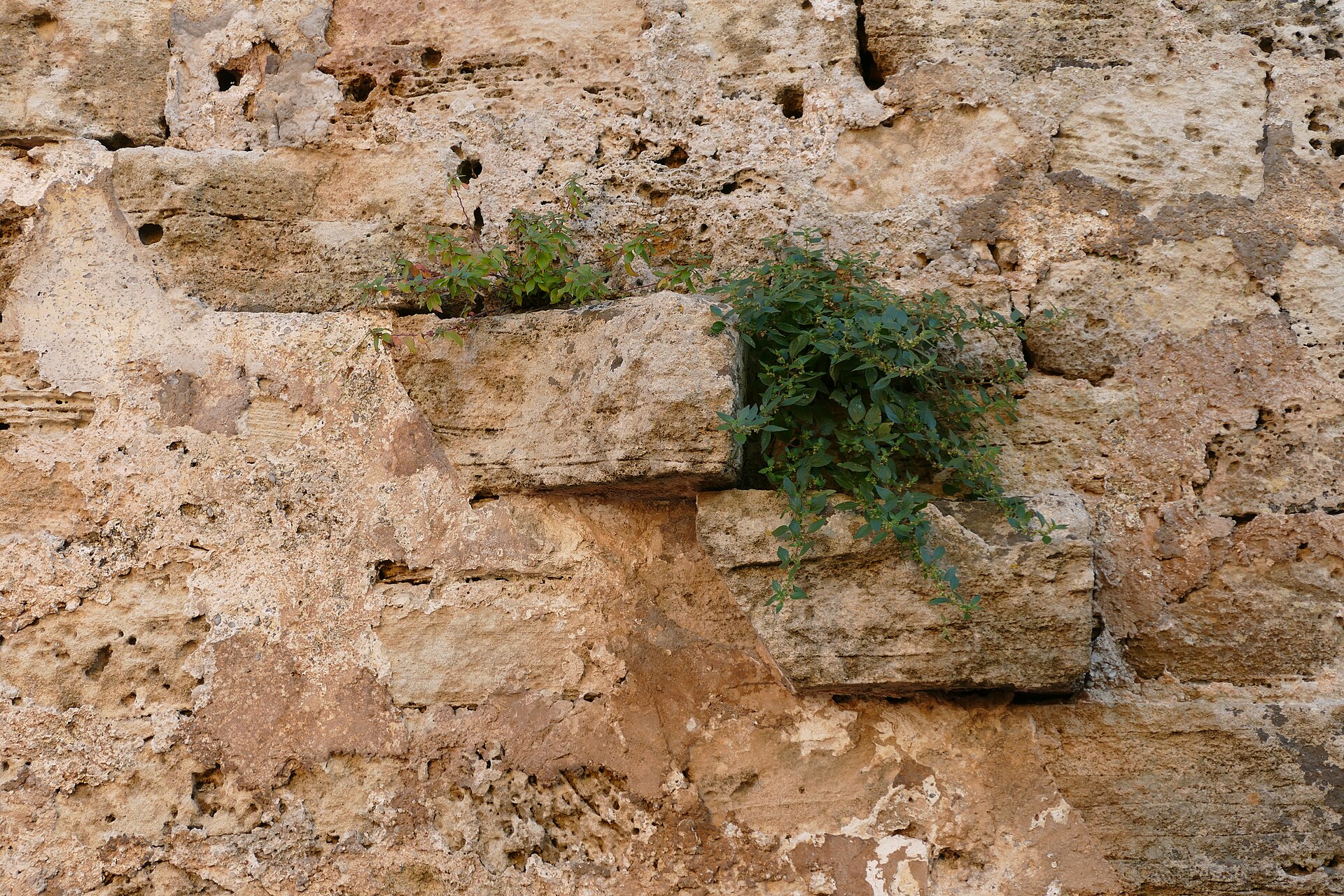 Middeleeuwse stadsmuur van Alcúdia, Mallorca
