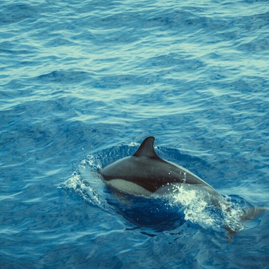 dolfijn dichtbij bekijken