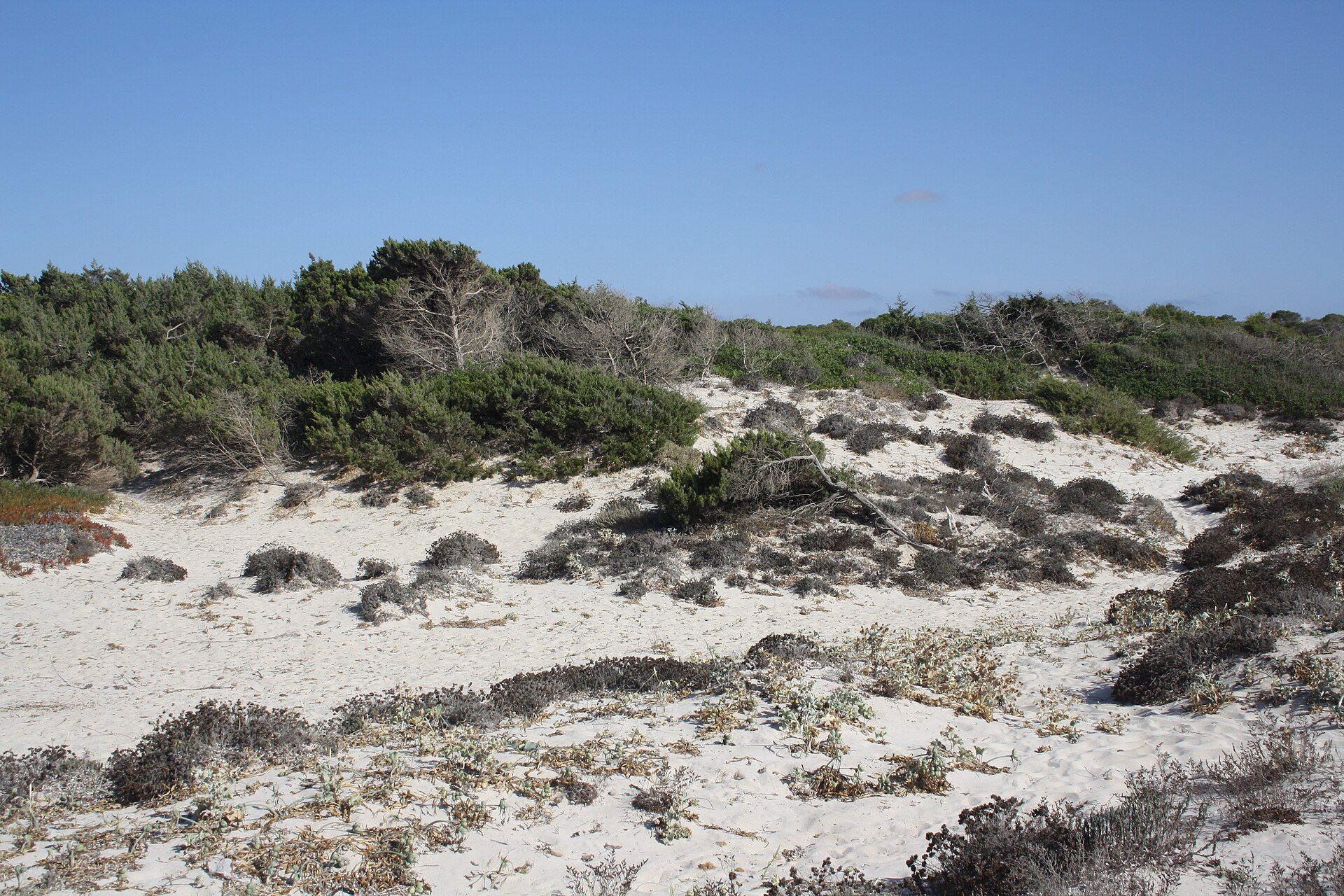De duinen achter het strand van Es Trenc, Mallorca