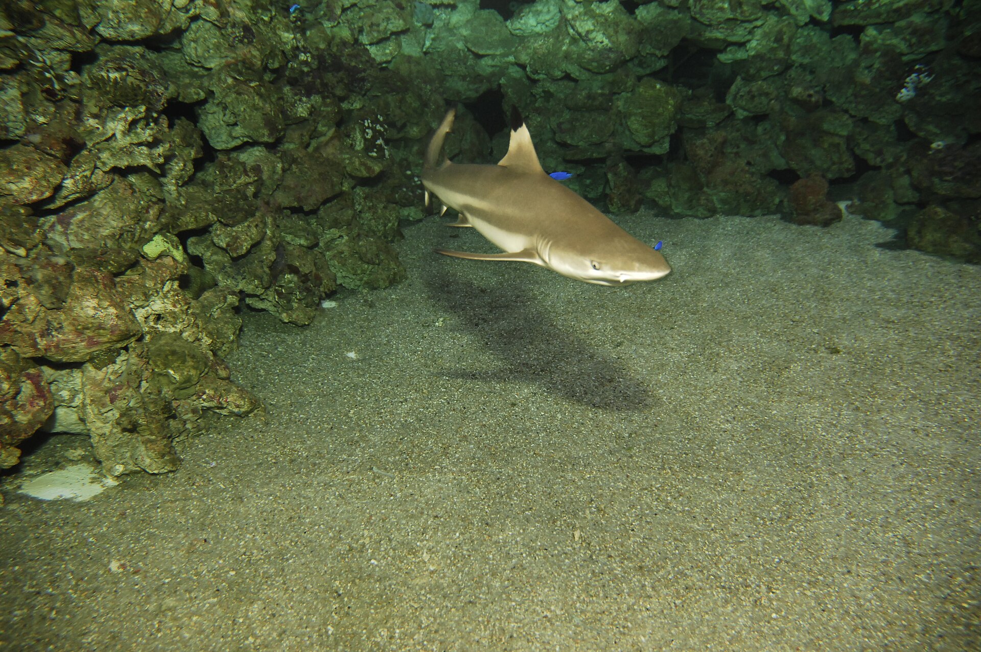 Haai in het Palma Aquarium