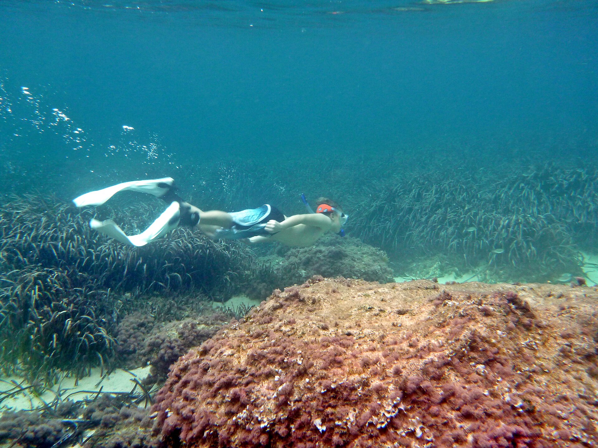 Snorkelaar zwemt boven een zeegrasveld in helder water